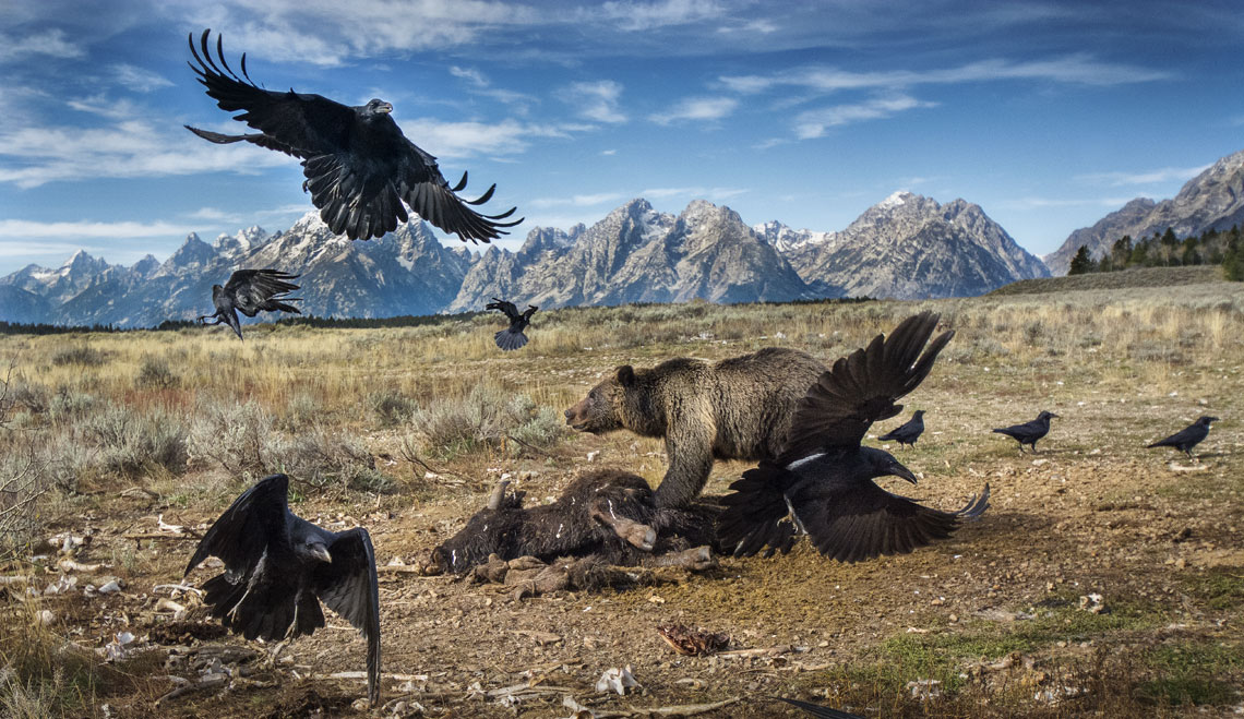 Wildlife Photographer Of The Year 2020 Milano